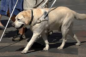 guide dog